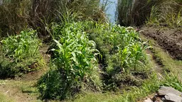 Maize cultivation along the Kafue river in Kitwe, Zambia. Water levels in the river have decreased because of deforestation in the river’s catchment area (Photo: Barbara Adolph/IIED)