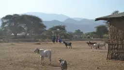 The sun beats down on Dongo village, Tanzania. Children walk with cattle while women carry water buckets (Photo: Chih-Jung Lee)