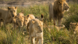 Lions on the move in the Okavango Delta, Botswana. While populations of lions have increased by 12% in four countries, including Botswana, studies show a 43% overall decline from 1993-2014 (Photo: Barrett, Creative Commons, via Flickr)