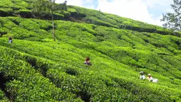 Workers in a tea plantation. (Photo: Anil Wadghule, Creative Commons via Flickr)