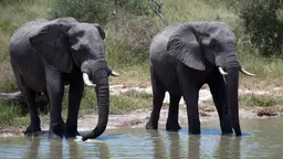 Africa is the last place on Earth with a significant assemblage of large mammals, according to the IPBES report (Photo: Kasia Wallis, Creative Commons, via Flickr)