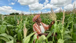 A woman farmer in Malawi, surrounded by maize, examines her crop