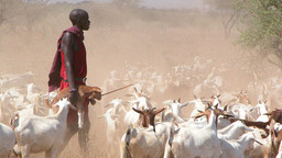 A man herds goats amid the dust