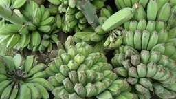 Saba bananas, a cooking banana from the Philippines. Grassroots organisation FARMCOOP works with Philippine farmers’ cooperatives to negotiate fair contracts and build capacity (Photo: Obsidian Soul, Creative Commons via Wikimedia)