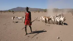 Pastoral livelihoods in the drylands are facing climate challenges such as increasing temperatures and increased frequency of extreme weather events (Photo: Practical Action)