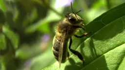 Populations of bees, butterflies and other pollinators are declining, posing potential risks to important world food crops (Photo: Brian McGill)