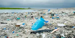 Plastic debris litters the beach on Clipperton Island, a tiny uninhabited coral atoll in the eastern Pacific Ocean (Photo: Clifton Beard, Creative Commons via Flickr)