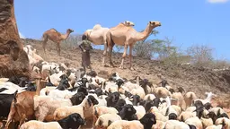 A herder with his livestock in Isiolo County, Kenya (Photo: Dorine Odongo/ILRI, Creative Commons via Flickr)