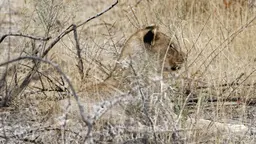 Recovering wildlife populations in Namibia are largely attributed to policies that give local people rights to benefit from wildlife on their land (Photo: Ronald Woan, Creative Commons via Flickr)