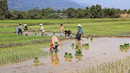 Laos is heavily dependent on traditional agriculture and is highly vulnerable to climate change impacts such as flooding (Photo: Magalie L'Abbé, Creative Commons via Flickr)