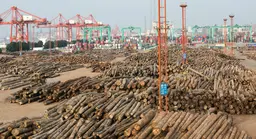 Vast quantities of logs being unloaded in the port of Zhangjiagang, South-East China. Estimates suggest timber imports travelling through Zhangjiagang increased by more than 60% in 2017 (Photo: Simon Lim/IIED)