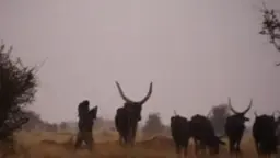 A shot from the Herding Chaos film made by Saverio Krätli