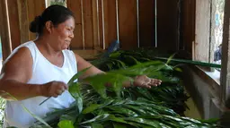 Women living in Guatemala's Maya Biosphere Reserve are trained to sustainably harvest xate palms, providing them with income and preserving the reserve's biodiversity (Photo: Dani Newcomb/USAID, Creative Commons via Flickr)