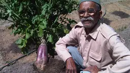 A new radish variety shown off by Dayanand Joshi