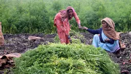 Women farmers sorting their carrot harvest in Karnal District in the Indian state of Haryana (Photo: Nirmal Sigtia, IWMI/CCAFS, Creative Commons via Flickr) 