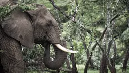 An elephant feeds on Acacia trees in Kenya's Ol Kinyei Conservancy. The privately managed conservancy offers employment and training to local communities (Photo: Stuart Price/Make it Kenya Photo, Creative Commons via Flickr)
