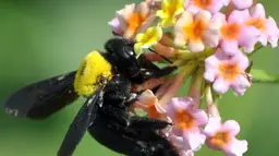 A carpenter bee
