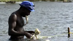 Fishing in Kenya's Lake Naivasha provides income for local people, but fish stocks have declined sharply due to over-fishing and the diversion of water for agriculture (Photo: Cheryl Q, Creative Commons via Flicker)