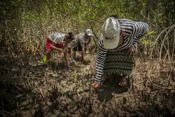 Restoring mangroves (Photo: Orsibal Ramírez/IUCN)