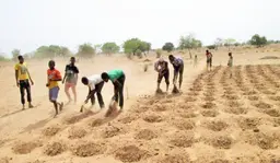 Workers digging zaï pits that help to preserve water on farms (Photo: IUCN)