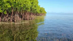 Mangroves and seagrasses in Lembongan, Indonesia. Conserving mangrove forests be part of ecosystem-based adaptation, protecting coastlines and biodiversity (Photo: Steven Lutz/Blue Forests, Creative Commons via Flickr)