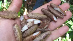The nuts of the Babacu palm have a high oil content and many uses. The Babacu Fund is delivering climate finance to landless palm nut collectors in the Brazilian Amazon (Photo: JcPietro, Creative Commons via Wikimeida)