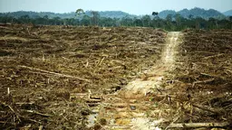Rainforest logged to make way for palm oil plantations in West Kalimantan, Indonesia. Deforestation for agribusiness is destroying habitats and the ecosystems upon which local communities depend (Photo: David Gilbert/RAN, Creative Commons via Flickr)