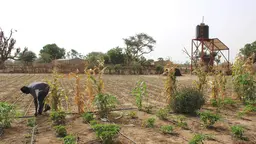 Drip irrigation in Faylar village, Senegal. Investing in solar-powered water pumps and drip-feed irrigation systems can help farmers survive in times of drought (Photo: InnoAfrica, Creative Commons via Wikimedia)