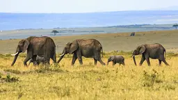 Four elephants roam the plain on the Maasai Mara, Kenya