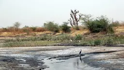 The Saloum Delta Biosphere Reserve in Senegal (Photo: El Hadji Ballé Seye/UICN-Sénégal)