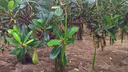 Mangrove reforestation project