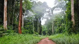 View of a road cutting through a forest