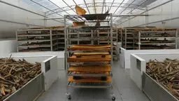 A trolley load and shelves of cinnamon dry inside a special drying facility