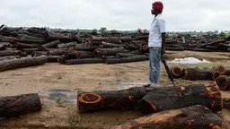 A man stands on a cut down tree amid a landscape of timber