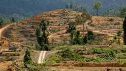 A road through deforested land