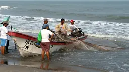 Fishermen hauling in a net