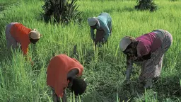 Four women farmers bend over to work their land 