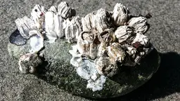 A rock covered in barnacles