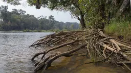 Mangrove roots