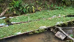 Crops float on water