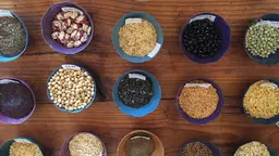 Rows of small dishes containing various types of vegetable seeds, including beans and grains