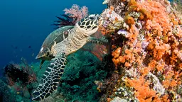 a turtle