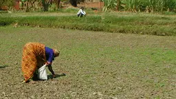 A women farmer tends crops on a dried river pond