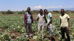 Four young Ethiopian men standing in a field of cabbages