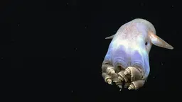 A deep sea octopus.