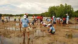 People planting seedlings in water