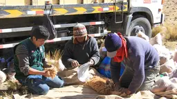 Three people with a pile of vicuña wool