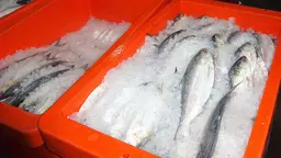 Plastic boxes containing fish and ice