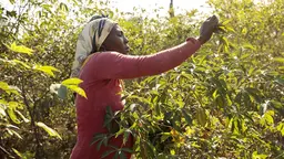 A woman picking leaves from a tree.