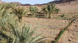 A desert scene with plants growing in rows.